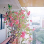 唯美好看的头像图片风景花朵