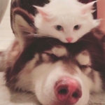 超萌好看的萌宠情头可爱图片