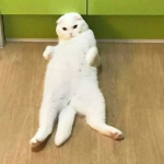 搞笑的高清动物猫狗逗比头像图片