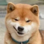 动物沙雕搞笑傻子智障的闺蜜头像