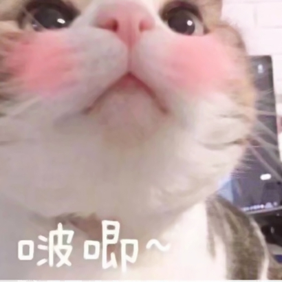 猫猫头像可爱