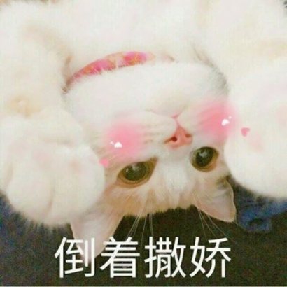 猫猫头像可爱