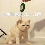 超萌可爱的猫猫头像高清图片