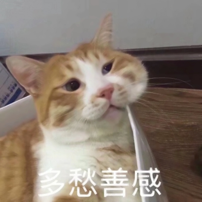 猫猫头像可爱