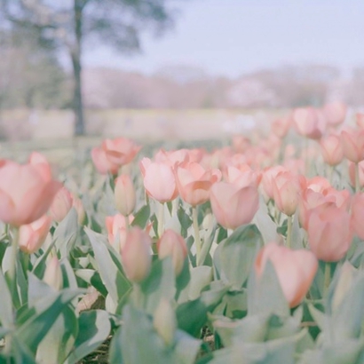 微信漂亮花朵头像图片