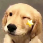 可爱沙雕的情头图片