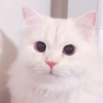 胖嘟嘟的猫咪可爱头像图片