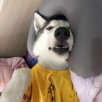 卖萌可爱的萌宠搞怪头像高清图片