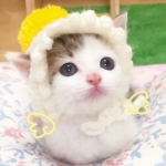 可爱搞怪萌宠情头一对两张