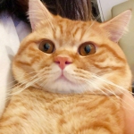 可爱超萌的胖橘猫图片头像