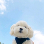 超萌的可爱风格的情头