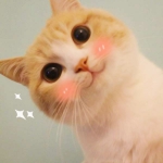 萌萌哒的可爱猫咪头像图片