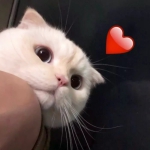 情头一左一右萌系高清图片