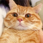 小肥猫呆萌可爱微信头像