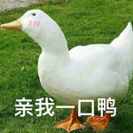 带字流行的鸭子表情包头像图片