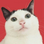 超萌的可爱猫咪一对两张情头高清图片