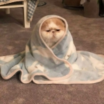 搞怪可爱好看的沙雕猫咪头像图片