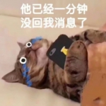 搞笑的猫咪表情包可爱带字头像图片