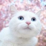 可爱漂亮猫咪头像图片