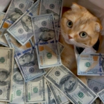 金钱中的猫咪土豪猫头像图片