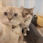 猫咪可爱萌好看高清的头像