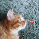 情头萌宠高清可爱的一对两张图片