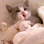 动物高清可爱猫咪情头只有猫的图片