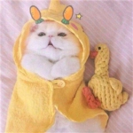 动物高清超萌的情头可爱一对两张图片