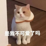 超萌的可爱猫咪高清带字头像图片