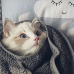 猫咪可爱一对高清的情头图片