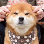 2024高清可爱系情头一对两张图片