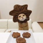 贪吃高清可爱的吃货猫咪头像图片