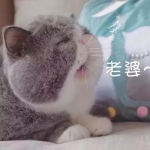 独一无二的情头老婆老公系男友猫系女友