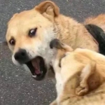 微信高清可爱沙雕的情头动物一对两张图片