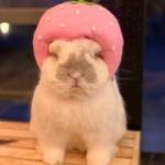 胖乎乎可爱的宠物兔子高清头像图片