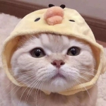 超萌可爱高清的个性猫头像图片
