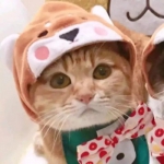 可爱高清超萌的小猫小狗情头图片