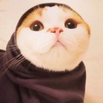 超萌可爱的猫狗头像高清图片