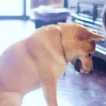 可爱认错男朋友卑微的高清情头图片