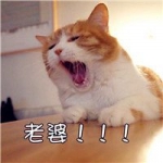 超萌可爱老婆老公猫咪情头图片