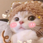 可爱的QQ头像萌宠图片