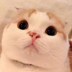2024最火爆的可爱猫咪头像图片